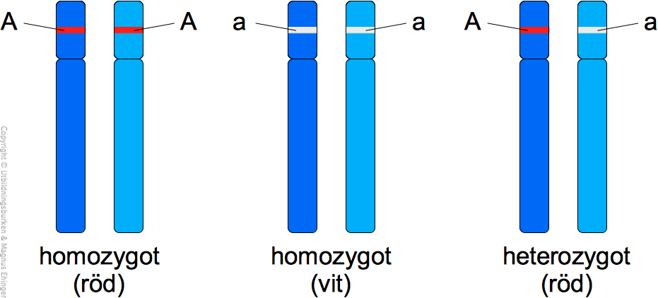 Homozygota och heterozygota alleler. Eftersom röd färg (A) är dominant, blir den heterozygota blomman röd.