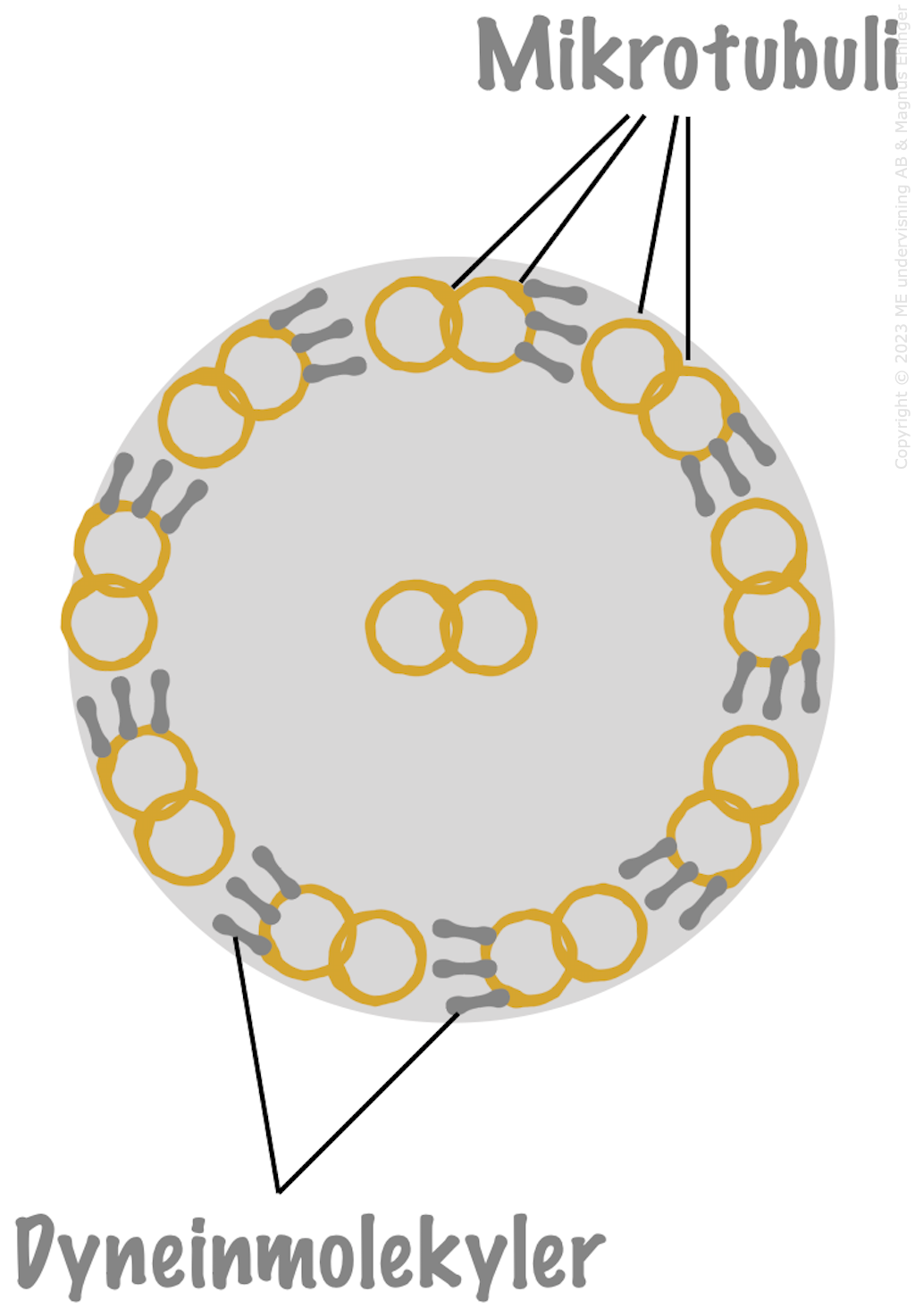 Den eukaryota flagellens uppbyggnad.