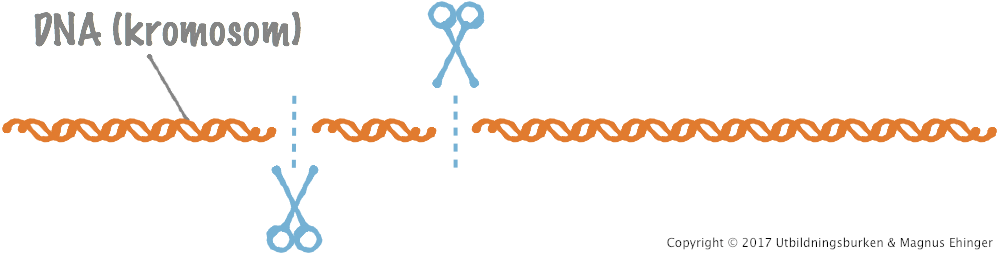 Restriktionsenzymer är molekylärgenetiska saxar som klipper i DNA-molekylen vid vissa DNA-sekvenser.