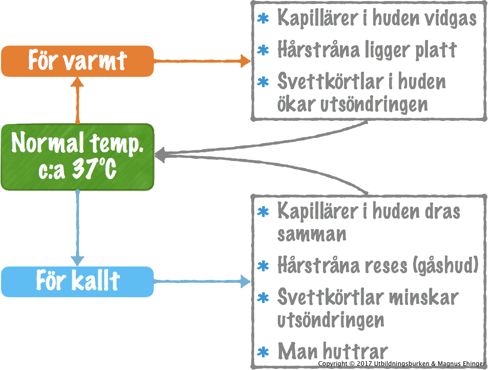 Homeostas - Magnus Ehingers undervisning