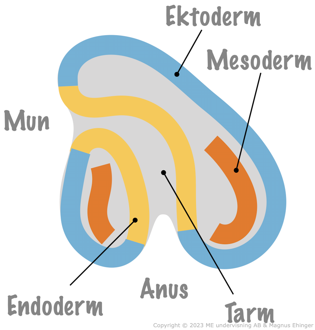 De tre groddbladen i sjöborre-embryot utvecklas.