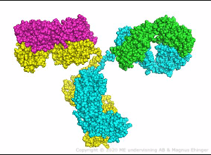 3D-rendering av en monoklonal IgG-antikropp. Antikroppens fyra kedjor har färgats i olika färger. De tunga kedjorna är gula och blå och de lätta är röda och gröna.