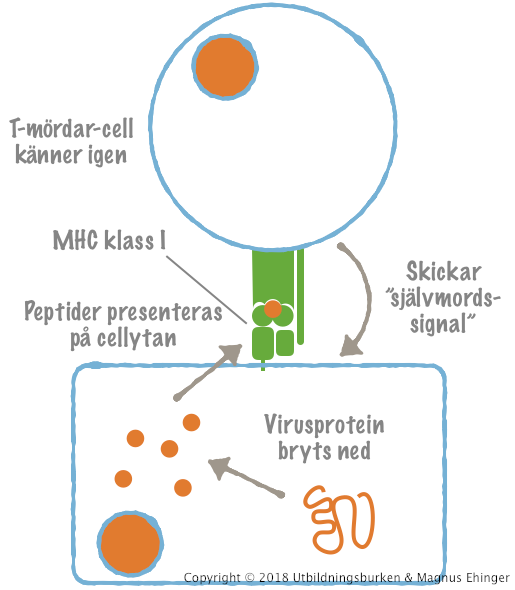En T-mördarcell som upptäcker en icke-kroppsegen peptid som presenteras på en annan cells yta skickar en "självmordssignal" till den presenterande cellen.