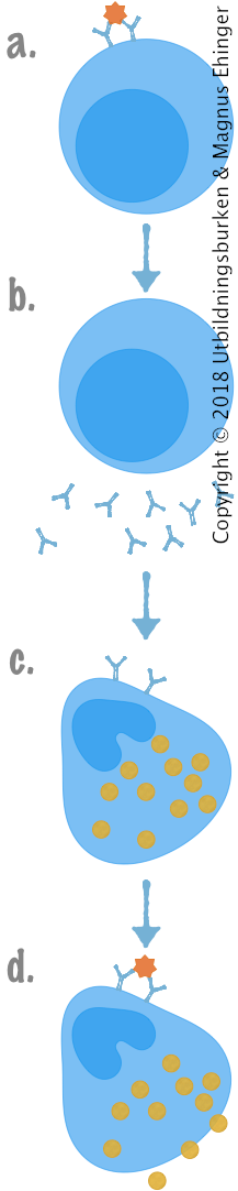 Ett allergen, t.ex. ett pollenkorn, binder till antikroppar på en B-cell (a). B-cellen aktiveras och omvandlas till en plasmacell (b). Den utsöndrar en mängd antikroppar, t.ex. IgE. IgE-antikroppar binder till mastceller i slemhinnor (c). Nästa gång allergenet binder till antikropparna på mastcellen utsöndrar mastcellen histaminer och cytokiner. Det har uppstått en allergisk reaktion.  