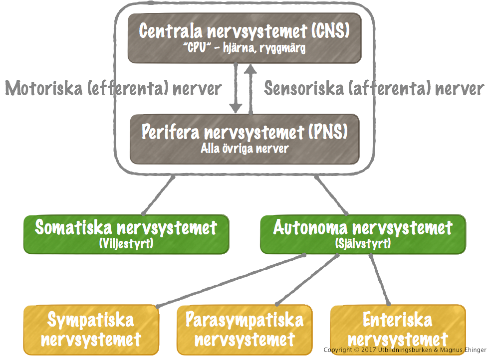 sensoriska och motoriska nerver