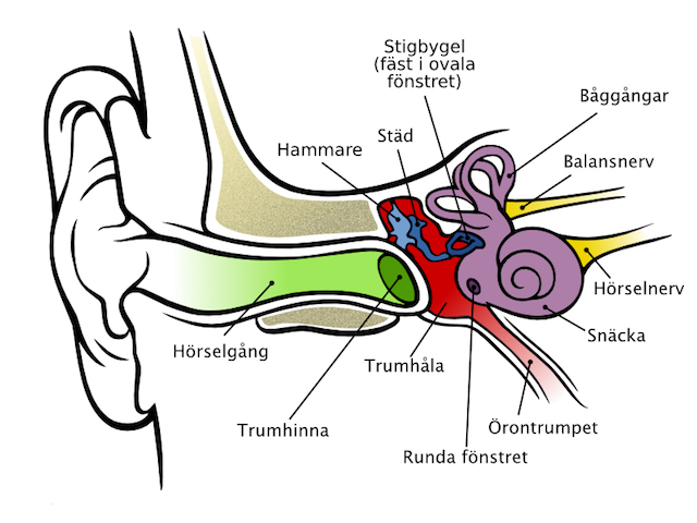 Örat består av tre delar: Ytterörat, som fångar upp ljudet, mellanörat som förstärker det och innerörat som omvandlar ljudvågorna till nervsignaler.