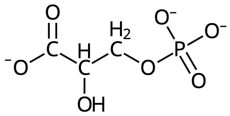 3-fosfoglycerat. 