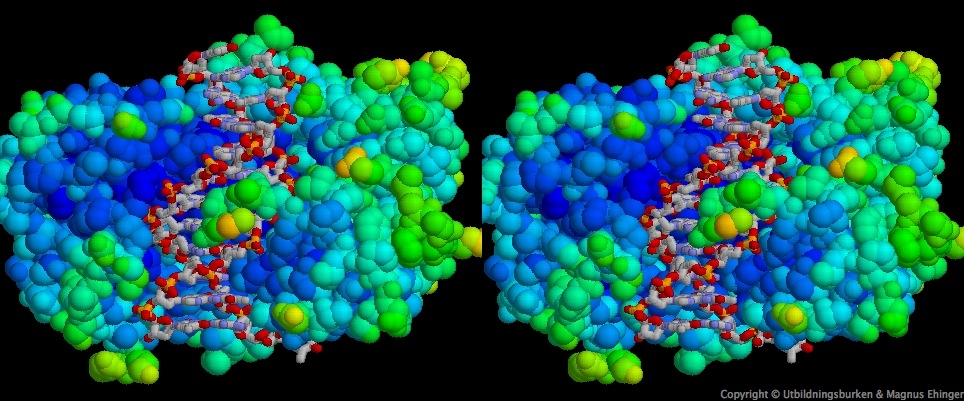 Stereoskopisk bild av en snutt DNA bundet till proteinet BamHI. Proteinet (blå/grönt) har en form som göra att DNA-molekylen (grå, röd och blå) passar perfekt i den. (Korsa ögonen, så ser du det i 3D!) 