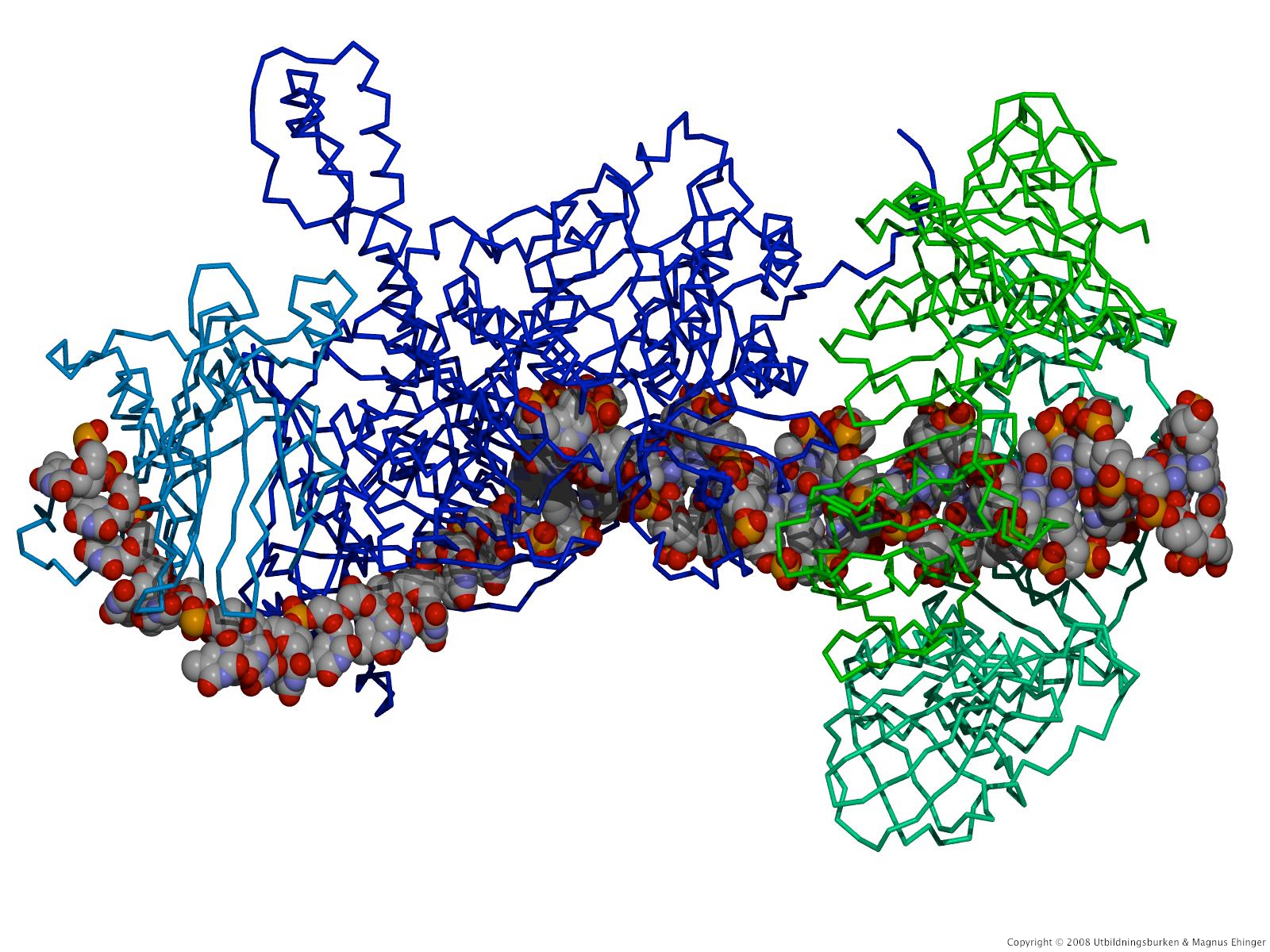 Modell av DNA-polymeras fran bakteriofag rb69. Ryggraden för den glidande klämman visas i grönt, och ryggranden för själva DNA-polymeraset i blått. Hela komplexet rör sig s.a.s. åt vänster i bilden. 