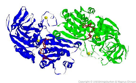 Alkoholdehydrogenas från häst. Alkoholdehydrogenas oxiderar etanol till etanal. På bilden ses etanolmolekylen (ljusblå) interagera med en zinkjon (gul) och den prostetiska gruppen PAD (röd) i proteinets aktiva centrum. Alkoholdehydrogenas är en homodimer, d.v.s. det består av två identiska enheter, somi denna bilden färgats gröna resp. blå. PDB-id: 1adc.