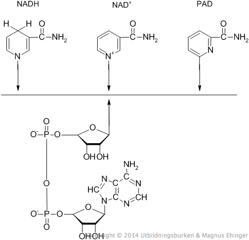 Strukturerna för NADH, NAD+ och PAD. 