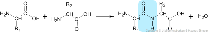 När två aminosyror sammanfogas bildas en peptidbindning (markerad i ljusblått). R1 och R2 är aminosyrornas sidogrupper.