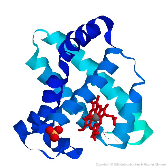 Myoglobin från kaskelot, Physeter catodon. Myoglobin är ett syrebindande protein, som lagrar syre i musklerna. Syret binder till Fe2+-jonen (grå), som sitter i hemgruppen (röd). En sulfatjon (gul/röd) ingår i strukturen. Hemgruppen och Fe2+-jonen är prostetiska grupper som också ingår i hemoglobin, som transporterar syre i blodet. Det är hemgruppen som ger blodet och musklerna dess röda färg. PDB-id: 1mbo.