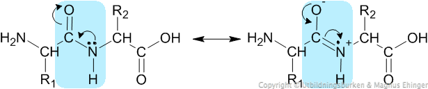 Genom resonans kan en elektron flyttas från kvävet till syret. Bindningen C-N får därmed dubbelbindningskaraktär, vilket medför att kvävet och kolet inte kan snurra fritt runt bindningen. R1 och R2 är de olika aminosyrornas sidogrupper.