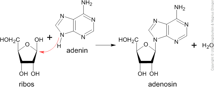 Adenosin, en nukleosid, bildas genom att ribos och adenin kondenseras. 