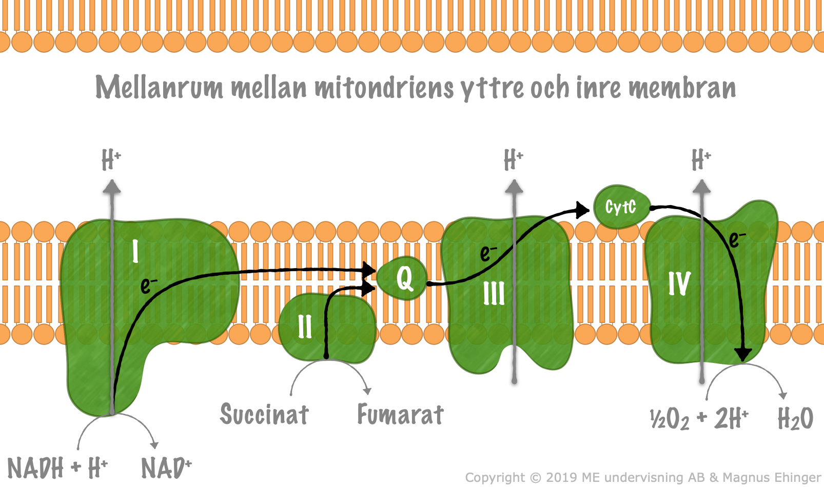 I elektrontransportkedjan utnyttjas energin hos elektronerna från NADH + H+ till att pumpa vätejoner ut till mellanrummet mellan mitokondriens inre och yttre membran.