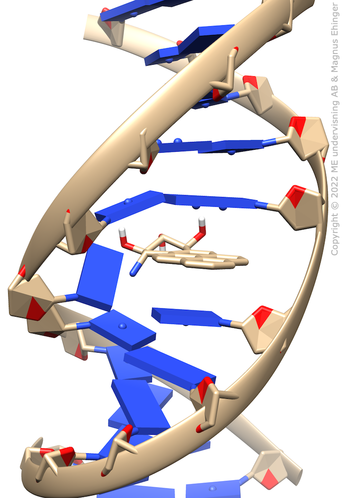 DNA med en bensopyrenmolekyl inkilad mellan kvävebaserna.