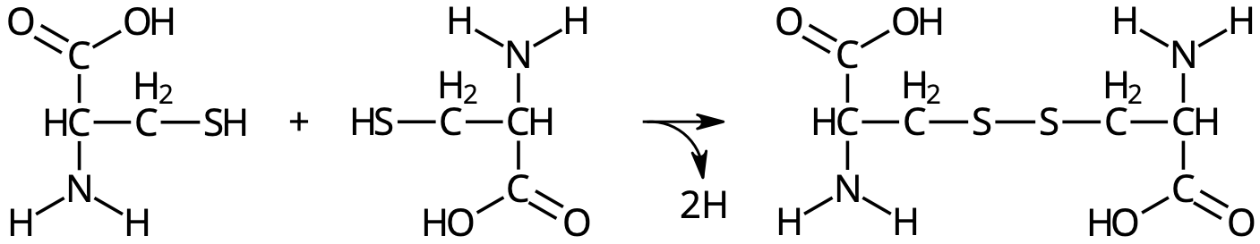 Två cysteinrester i varsin peptidkedja reagerar med varandra och bildar en disulfidbrygga.