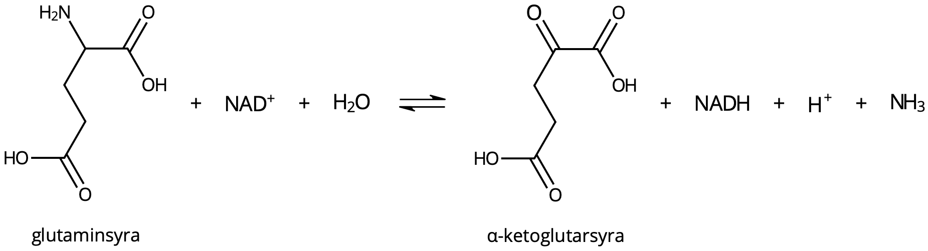 Vid deaminering av glutaminsyra bildas α-ketoglutarsyra och ammoniak.