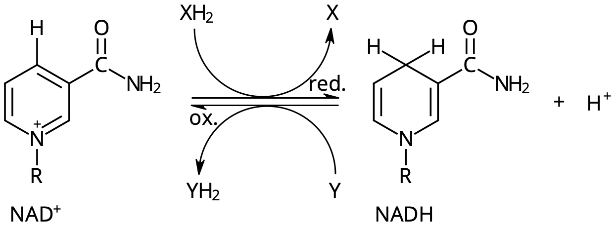 NAD+ tar upp väte (från XH2, reaktion åt höger) och kan lämna av det någon annanstans (till Y, reaktion åt vänster). 