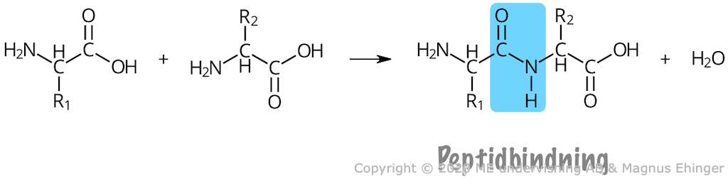 När två aminosyror kondenseras bildas en dipeptid. De två aminosyraresterna sitter ihop med en peptidbindning.