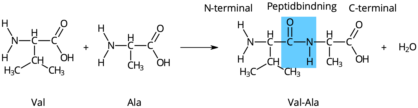 Aminosyrorna valin och alanin kondenseras och bildar dipeptiden Val-Ala. N-terminal (aminoterminal) är den ända av peptiden som slutar i en amingrupp (–NH₂) och C-terminal (karboxyterminal) är den ända som slutar i en karboxylgrupp (–COOH).