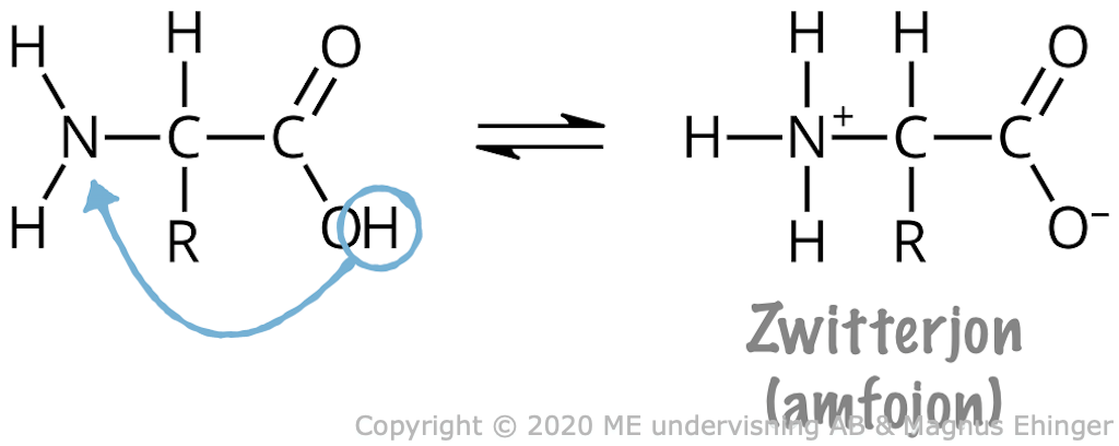 Vid en aminosyras autoprotolys bildas en zwitterjon (amfojon).