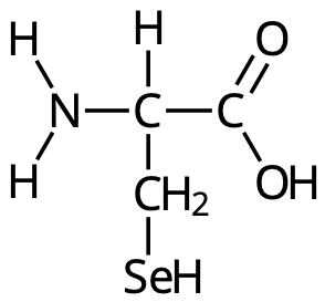 Selenocystein.