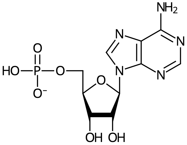 Adenosinmonofosfat (AMP). 