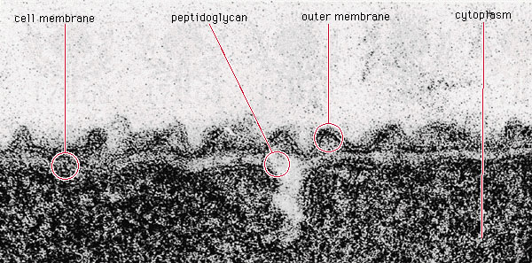 Cellhöljet hos en gramnegativ bakterie (Aquaspirillum serpens).