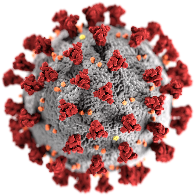 Modell av viruset SARS-CoV-2, som orsakar covid-19.
